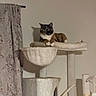 animal, beige, calico_cat, calm, cat, cat_tree, curious, curtain, domestic_cat, furniture, home, indoor, multi_level, pet, plush, relaxed, resting, shadow, soft, wall