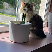 Sisouille participe au concours pour gagner de l'argent avec cette photo : animal, cactus, cat, curious, daylight, domestic, feline, fluffy, greenery, home, indoor, nature, pet, plant, pot, relaxing, shadow, sunlight, window, windowsill