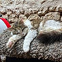 Sisouille participe au concours pour gagner de l'argent avec cette photo : animal, carpet, cat, closeup, cozy, cute, fluffy, fur, indoor, paw, pet, pink_paw_pads, relaxed, resting, sleeping, soft, stone_wall, tail, texture, whiskers