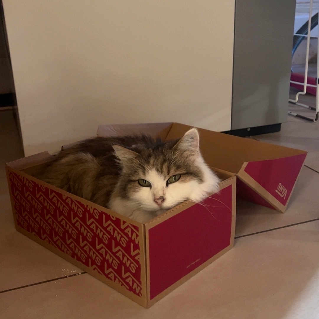 Sisouille a rejoint le concours — aidez-le/la à gagner de superbes lots ! animal, box, cardboard, cat, cozy, cute, domestic, feline, floor, fur, household, indoor, pet, relaxed, resting, shoebox, sleepy, tabby, tile_floor, whiskers