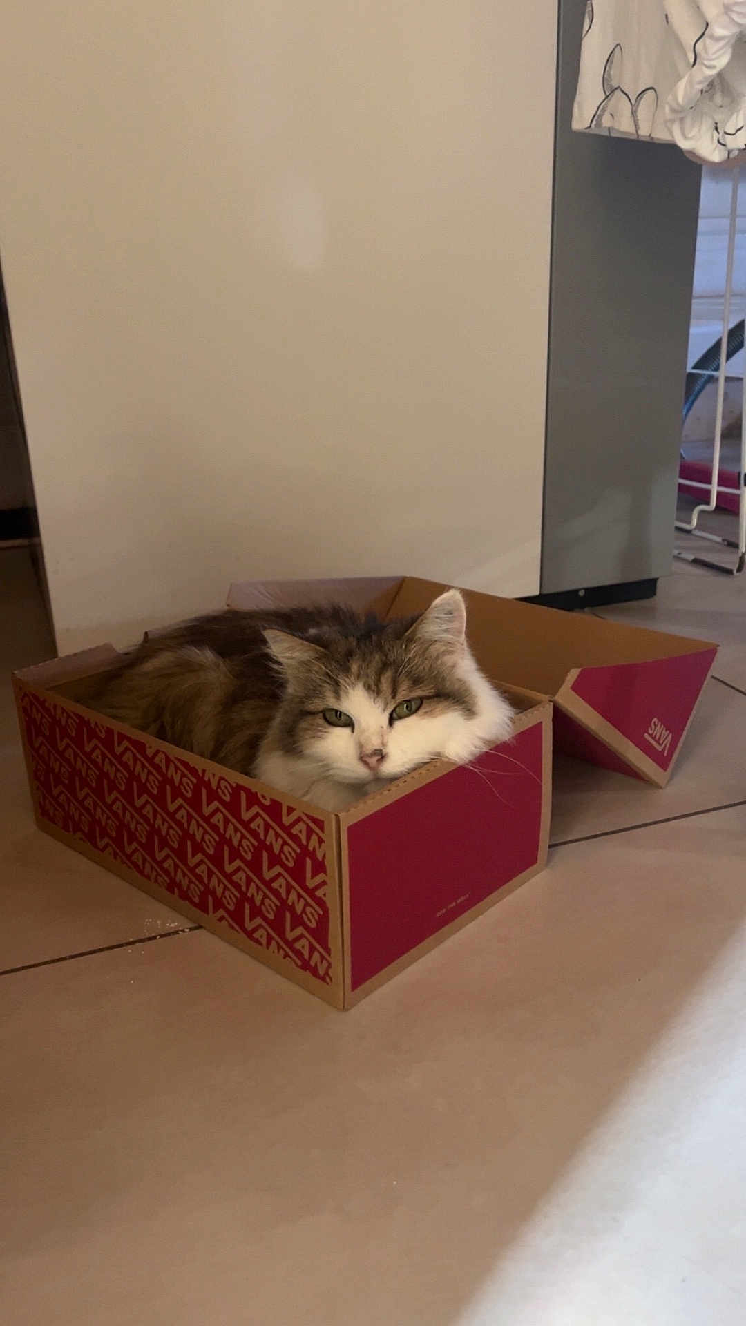 Sisouille a rejoint le concours — aidez-le/la à gagner de superbes lots ! animal, box, cardboard, cat, cozy, cute, domestic, feline, floor, fur, household, indoor, pet, relaxed, resting, shoebox, sleepy, tabby, tile_floor, whiskers