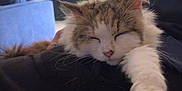 Sisouille participe au concours pour gagner de l'argent avec cette photo : artwork, blue, casual, cat, comfortable, couch, cozy, feline, fluffy, furniture, home, hoodie, indoor, paw, person, plant, portrait, relaxation, resting, sleeping