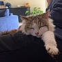 artwork, blue, casual, cat, comfortable, couch, cozy, feline, fluffy, furniture, home, hoodie, indoor, paw, person, plant, portrait, relaxation, resting, sleeping