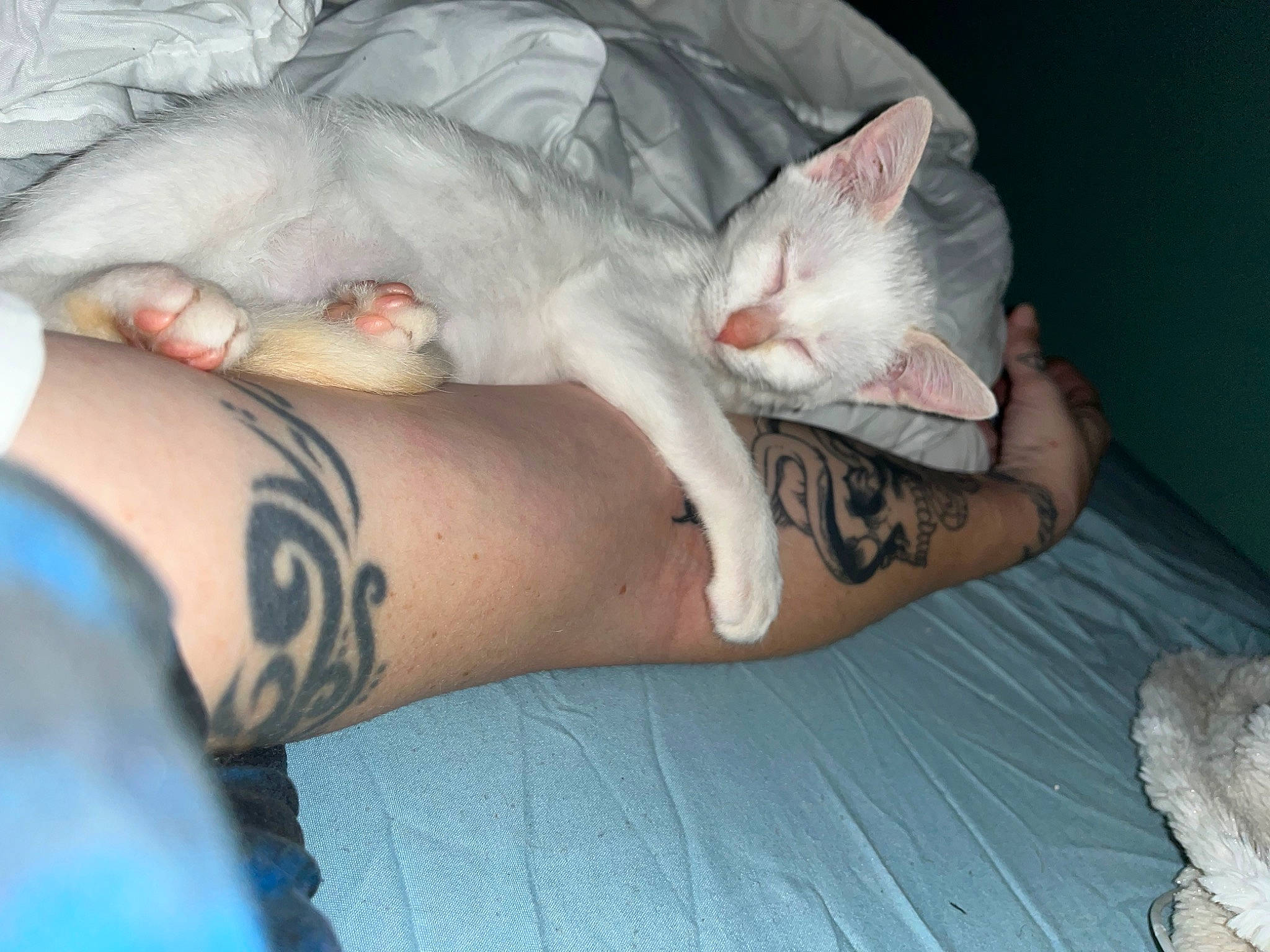 Snow a rejoint le concours — aidez-le/la à gagner de superbes lots ! carnivore, cat, comfort, domestic_short_haired_cat, elbow, felidae, finger, foot, gesture, head, human_body, human_leg, leg, nail, paw, small_to_medium_sized_cats, tail, thigh, whiskers, wrist