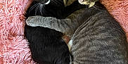 Murphy is registered to the contest to win money with this photo: affection, animal, black_and_white_cat, cat, cats, companionship, cozy, cute, ears, feline, fluffy, fur, gray_tabby_cat, indoor, pet, pink_bed, resting, snuggling, tail, whiskers