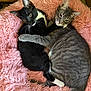affection, animal, black_and_white_cat, cat, cats, companionship, cozy, cute, ears, feline, fluffy, fur, gray_tabby_cat, indoor, pet, pink_bed, resting, snuggling, tail, whiskers
