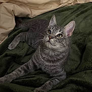 Murphy joined the competition — help win amazing prizes! animal, bedroom, blanket, cat, comfort, cozy, curious, domestic, ears, eyes, feline, fur, gray_tabby, indoor, looking_up, paws, pet, resting, soft_texture, whiskers
