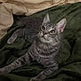 animal, bedroom, blanket, cat, comfort, cozy, curious, domestic, ears, eyes, feline, fur, gray_tabby, indoor, looking_up, paws, pet, resting, soft_texture, whiskers