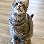 Murphy joined the competition — help win amazing prizes! animal, blurred_background, cat, curious, cute, domestic_cat, ears, feline, focused, fur, gray_tabby, indoor, looking_up, mismatched_eyes, pet, portrait, sitting, soft_light, whiskers, wooden_floor