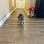 Murphy joined the competition — help win amazing prizes! animal, cat, cute, domestic, door, fish_tank, floor, furniture, gray_cat, hallway, home, indoor, mushroom, pet, playful, scratcher, toy, walking, wall, wood_floor