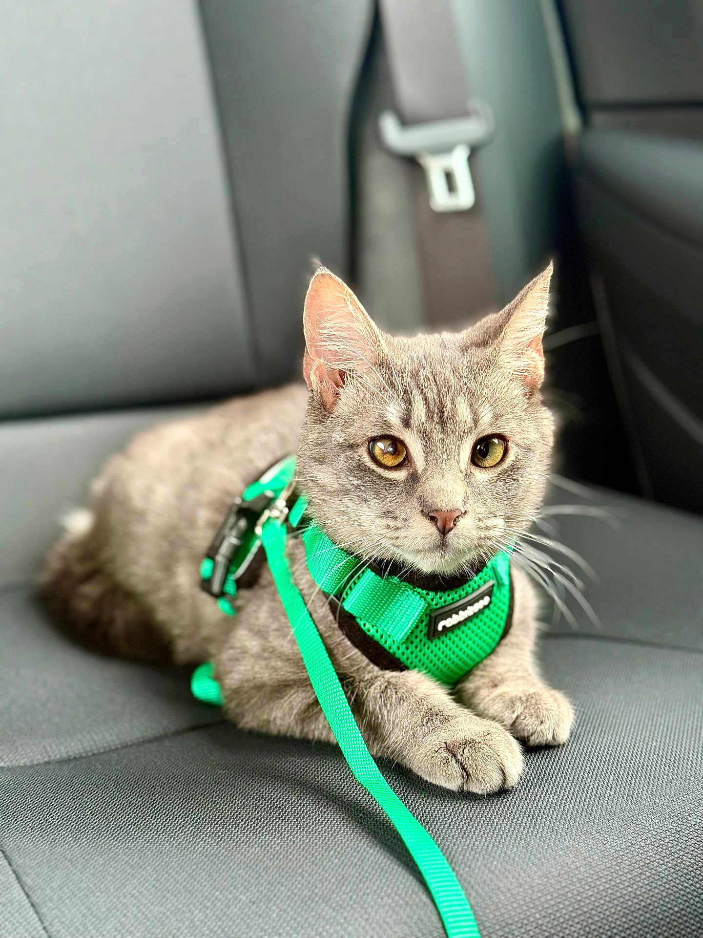Murphy