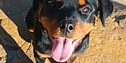 Akira participe au concours pour gagner de l'argent avec cette photo : animal, black, brown, canine, closeup, dog, friendly, happy, looking_up, nature, outdoor, pet, playful, puppy, rock, rottweiler, sitting, sunlight, tongue_out, young