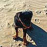 Akira participe au concours pour gagner de l'argent avec cette photo : animal, beach, black_and_tan, cute, dog, footprint, nature, outdoor, paw, pet, playful, puppy, rottweiler, sand, shadow, small, summer, sunlight, tongue, young