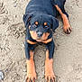 rottweiler, puppy, dog, sand, outdoor, pet, animal, cute, playful, lying_down, young, mammal, black_and_tan, adorable, looking_up, paw, fur, canine, beach, nature