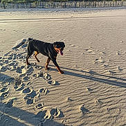 Akira participe au concours pour gagner de l'argent avec cette photo : animal, beach, coast, dog, dune_fence, dunes, footprints, grass, happy, outdoor, pawprints, pet, rottweiler, sand, shadow, sky, sunlight, tongue_out, vacation, walking