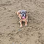 dog, beach, sand, tongue_out, canine, pet, lying_down, outdoor, animal, happy, summer, nature, playful, muzzle, paws, snout, ears, brown_dog, daylight, relaxed