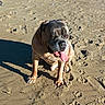 Moumou a rejoint le concours — aidez-le/la à gagner de superbes lots ! animal, beach, brown_fur, canine, closeup, daytime, dog, happy, muzzle, nature, outdoor, paw_prints, pet, relaxed, sand, shadow, sitting, sunlight, sunny, tongue_out