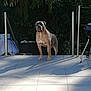 Moumou participe au concours pour gagner de l'argent avec cette photo : dog, outdoor, patio, tile_floor, metal_railings, shadow, sunlight, greenery, tree, canine, pet, animal, standing, alert, nature, backyard, summer, daylight, fence, quiet