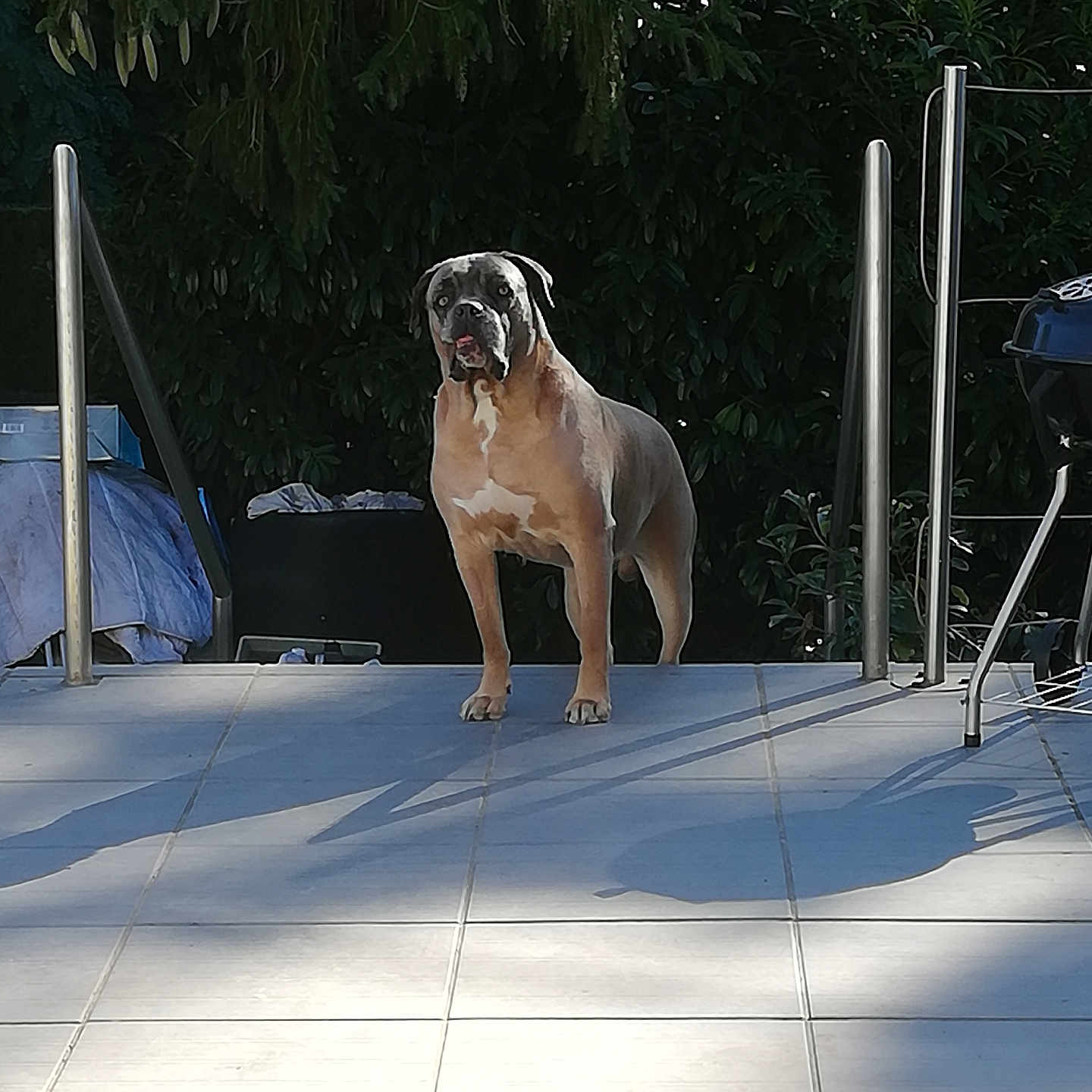 Moumou participe au concours pour gagner de l'argent avec cette photo : alert, animal, backyard, canine, daylight, dog, fence, greenery, metal_railings, nature, outdoor, patio, pet, quiet, shadow, standing, summer, sunlight, tile_floor, tree