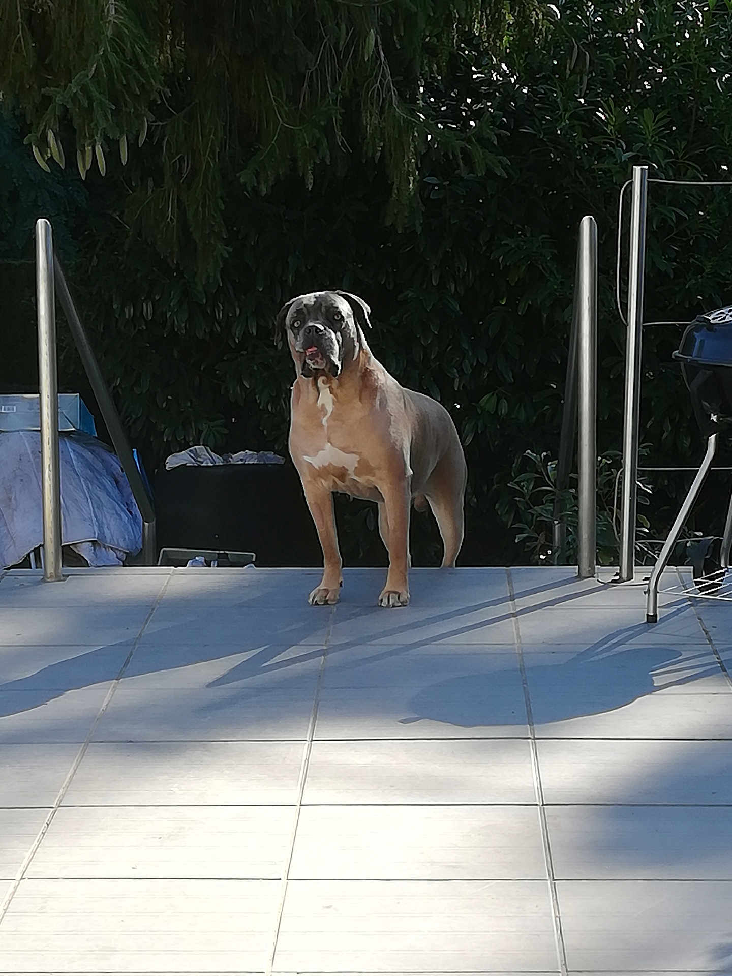 Moumou participe au concours pour gagner de l'argent avec cette photo : dog, outdoor, patio, tile_floor, metal_railings, shadow, sunlight, greenery, tree, canine, pet, animal, standing, alert, nature, backyard, summer, daylight, fence, quiet