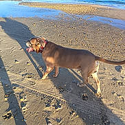 Moumou participe au concours pour gagner de l'argent avec cette photo : animal, beach, canine, coast, collar, daytime, dog, nature, ocean, outdoor, pet, sand, shadow, shells, shore, summer, sunlight, tongue_out, walking, water