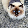 Rozy participe au concours pour gagner de l'argent avec cette photo : cat, fluffy, long_hair, blue_eyes, siamese, pet, animal, harness, leash, outdoor, gravel, ground, portrait, looking_up, face, whiskers, ears, tail, cream_fur, brown_points