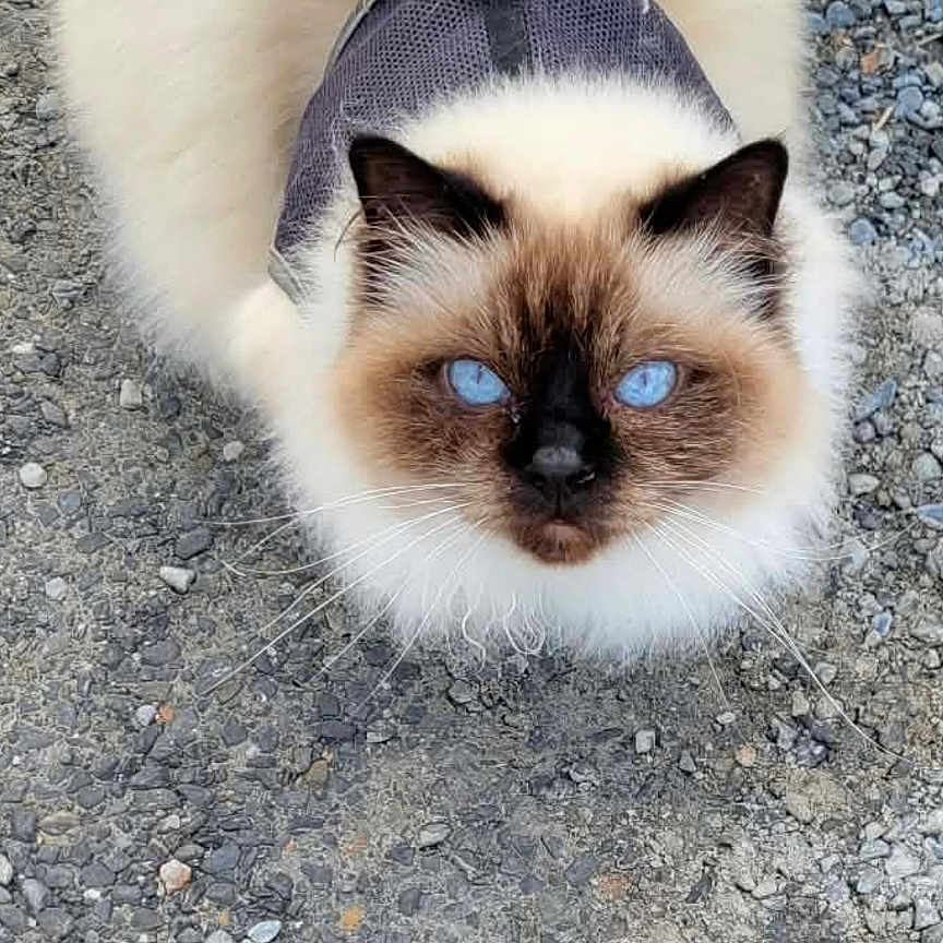 Rozy participe au concours pour gagner de l'argent avec cette photo : cat, fluffy, long_hair, blue_eyes, siamese, pet, animal, harness, leash, outdoor, gravel, ground, portrait, looking_up, face, whiskers, ears, tail, cream_fur, brown_points