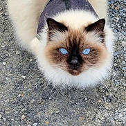 Rozy participe au concours pour gagner de l'argent avec cette photo : cat, siamese_cat, pet, animal, fluffy, blue_eyes, whiskers, harness, leash, outdoors, gravel, ground, portrait, looking_up, front_view, fur, cream_fur, dark_points, standing, cute