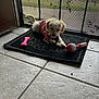 dog, puppy, pink_sweater, toy, bone_toy, red_toy, welcome_mat, door, screen_door, tile_floor, indoor, pet, curious, playful, small_dog, fluffy, light, shadow, mouth_holding, resting
