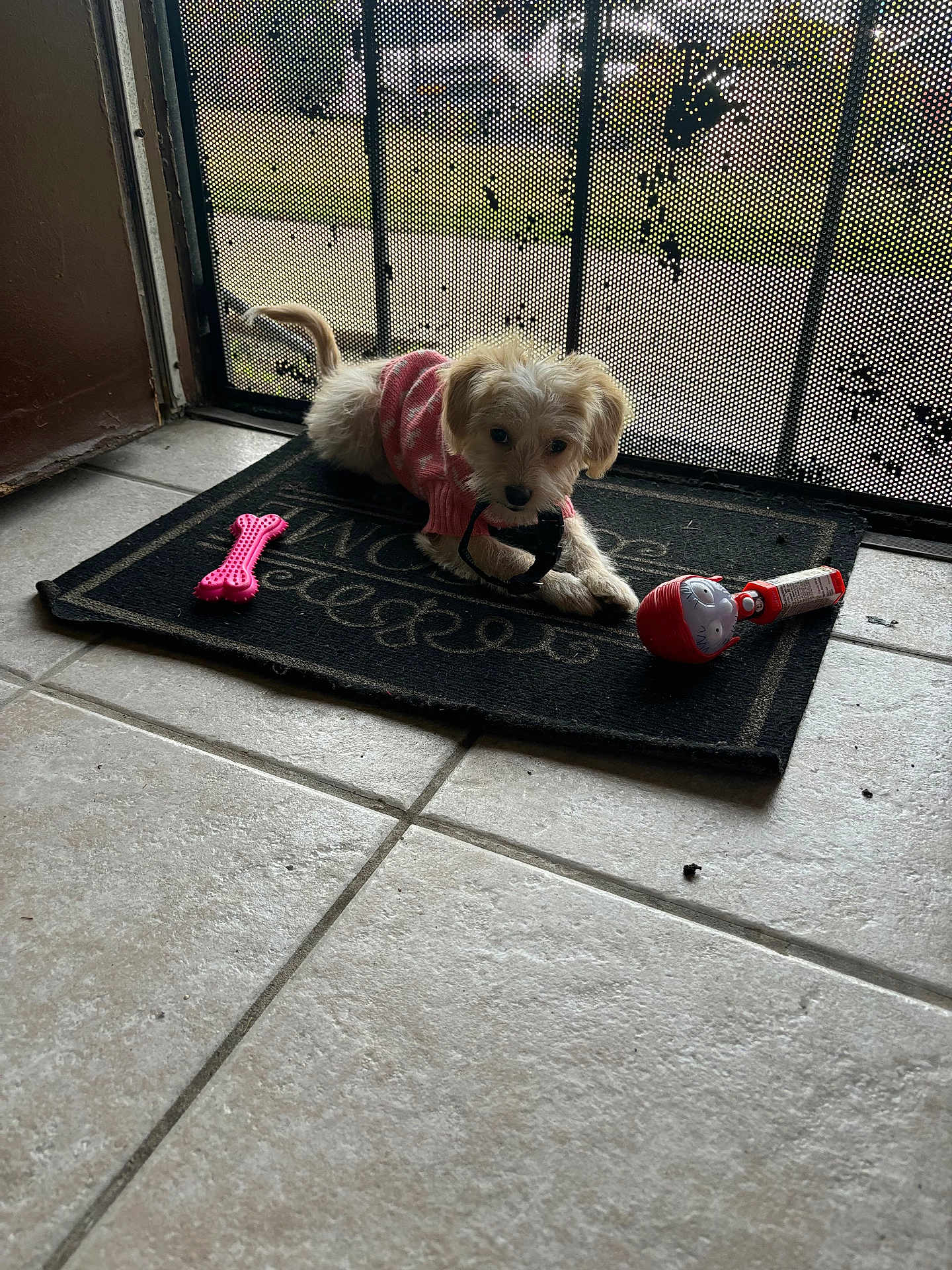 Puppy joined the competition — help win amazing prizes! dog, puppy, pink_sweater, toy, bone_toy, red_toy, welcome_mat, door, screen_door, tile_floor, indoor, pet, curious, playful, small_dog, fluffy, light, shadow, mouth_holding, resting