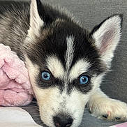 Bella a rejoint le concours — aidez-le/la à gagner de superbes lots ! husky, puppy, dog, blue_eyes, close_up, pet, animal, cute, fur, black_and_white, lying_down, indoors, blanket, soft_texture, face, ears, nose, paw, resting, young