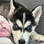 husky, puppy, dog, blue_eyes, close_up, pet, animal, cute, fur, black_and_white, lying_down, indoors, blanket, soft_texture, face, ears, nose, paw, resting, young