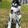 Bella a rejoint le concours — aidez-le/la à gagner de superbes lots ! puppy, dog, husky, blue_eyes, leash, collar, grass, outdoor, nature, pet, animal, young_dog, sitting, cute, fur, ears, nose, face, playful, summer