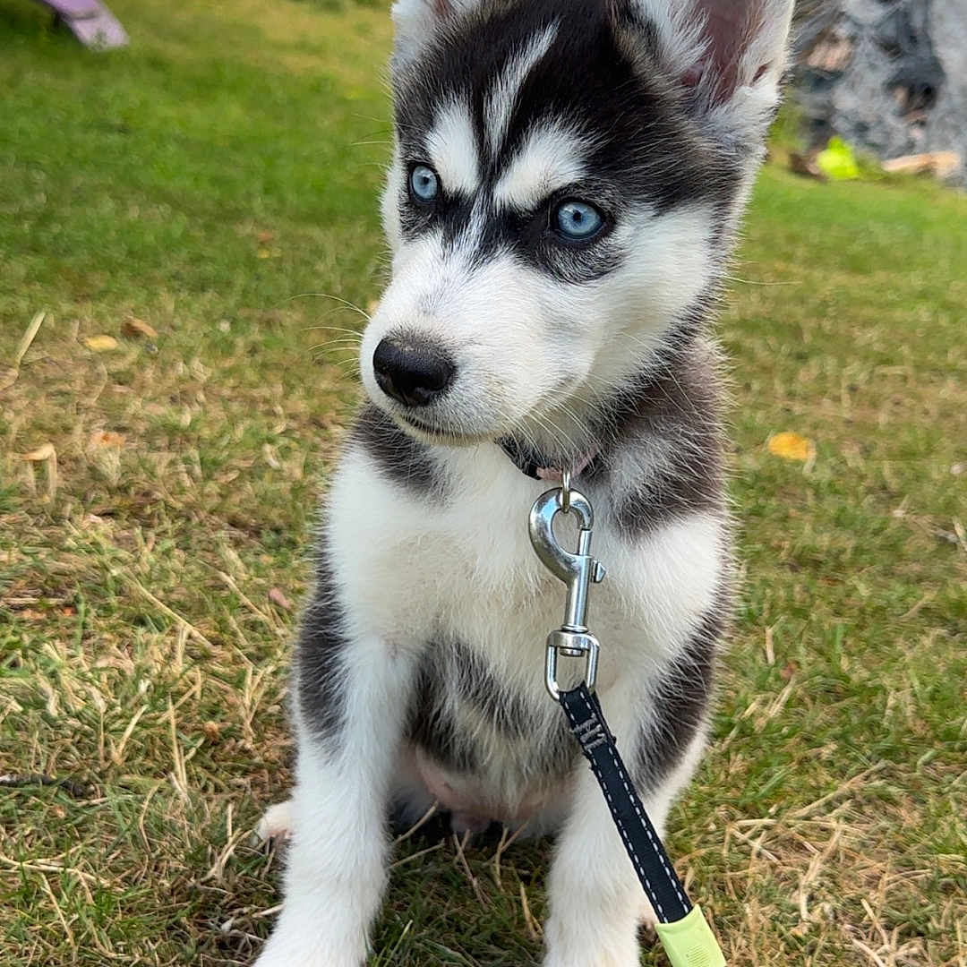Bella a rejoint le concours — aidez-le/la à gagner de superbes lots ! animal, blue_eyes, collar, cute, dog, ears, face, fur, grass, husky, leash, nature, nose, outdoor, pet, playful, puppy, sitting, summer, young_dog