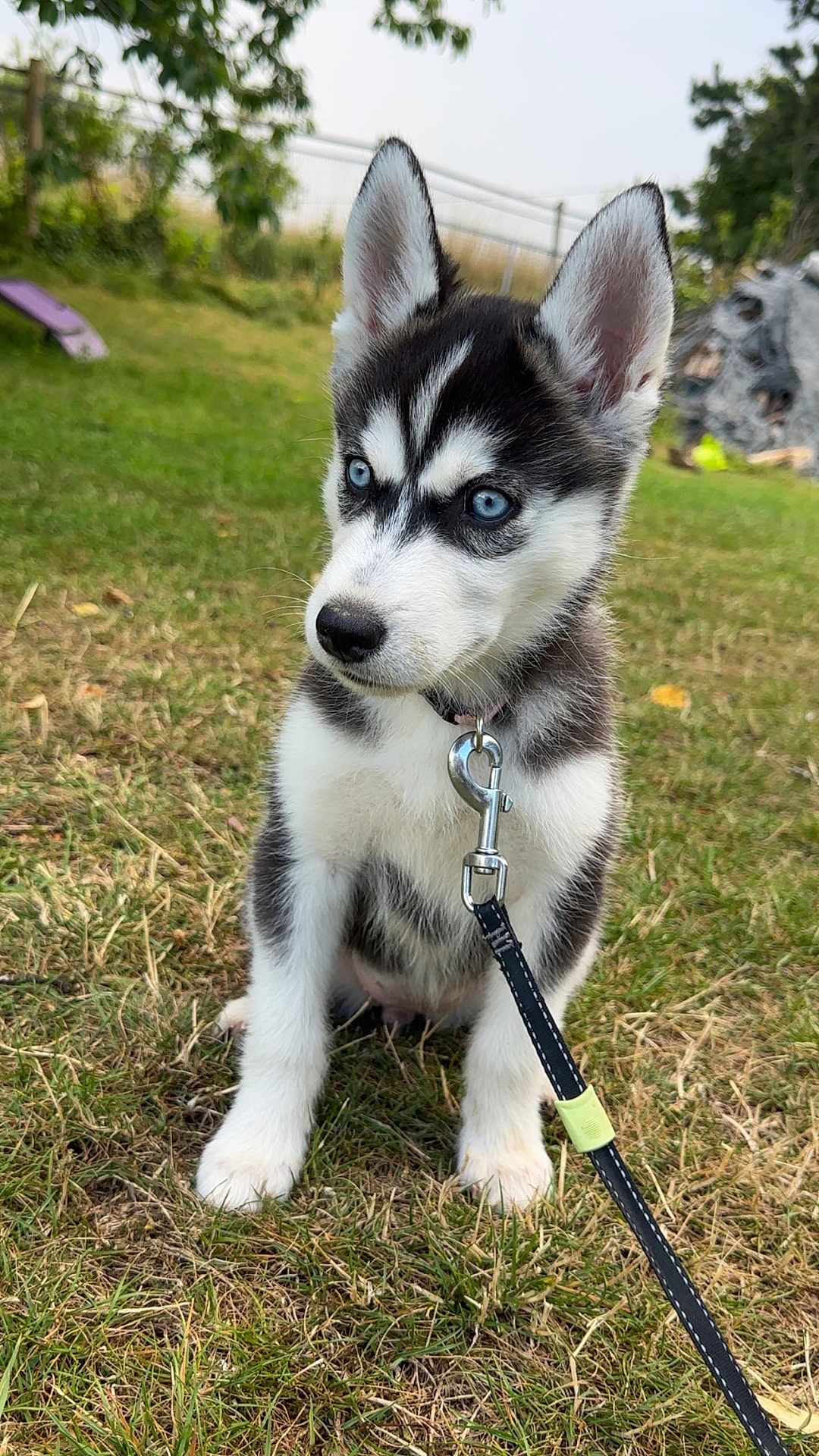 Bella a rejoint le concours — aidez-le/la à gagner de superbes lots ! puppy, dog, husky, blue_eyes, leash, collar, grass, outdoor, nature, pet, animal, young_dog, sitting, cute, fur, ears, nose, face, playful, summer