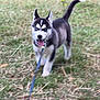Bella participe au concours pour gagner de l'argent avec cette photo : puppy, dog, husky, grass, leash, outdoor, animal, pet, playful, young, tongue_out, walking, nature, ears_up, blue_eyes, fur, canine, field, happy, motion_blur