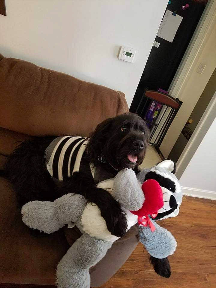 Kovu joined the competition — help win amazing prizes! carnivore, comfort, companion_dog, couch, dog, dog_breed, dog_clothes, dog_supply, door, fawn, flooring, fur, hardwood, living_room, room, snout, tail, toy, toy_dog, working_animal