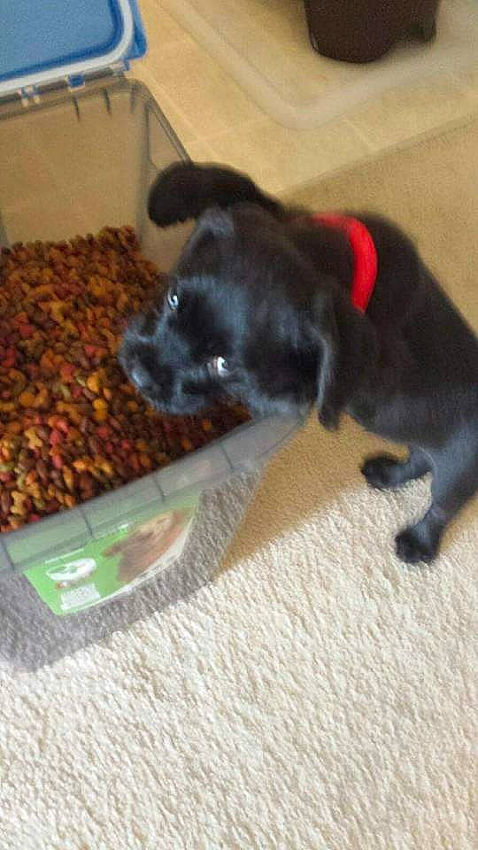 Kovu joined the competition — help win amazing prizes! animal_feed, carnivore, comfort, companion_dog, dog, dog_breed, dog_supply, fawn, felidae, flooring, fur, pet_food, pet_supply, small_animal_food, small_to_medium_sized_cats, snout, sporting_group, tail, whiskers, working_animal