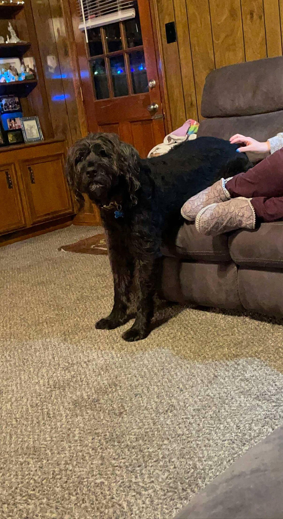 Kovu is registered to the contest to win money with this photo: cabinetry, carnivore, comfort, companion_dog, couch, dog, dog_breed, drawer, fawn, floor, flooring, hardwood, liver, living_room, pudelpointer, room, studio_couch, tail, wood, working_animal