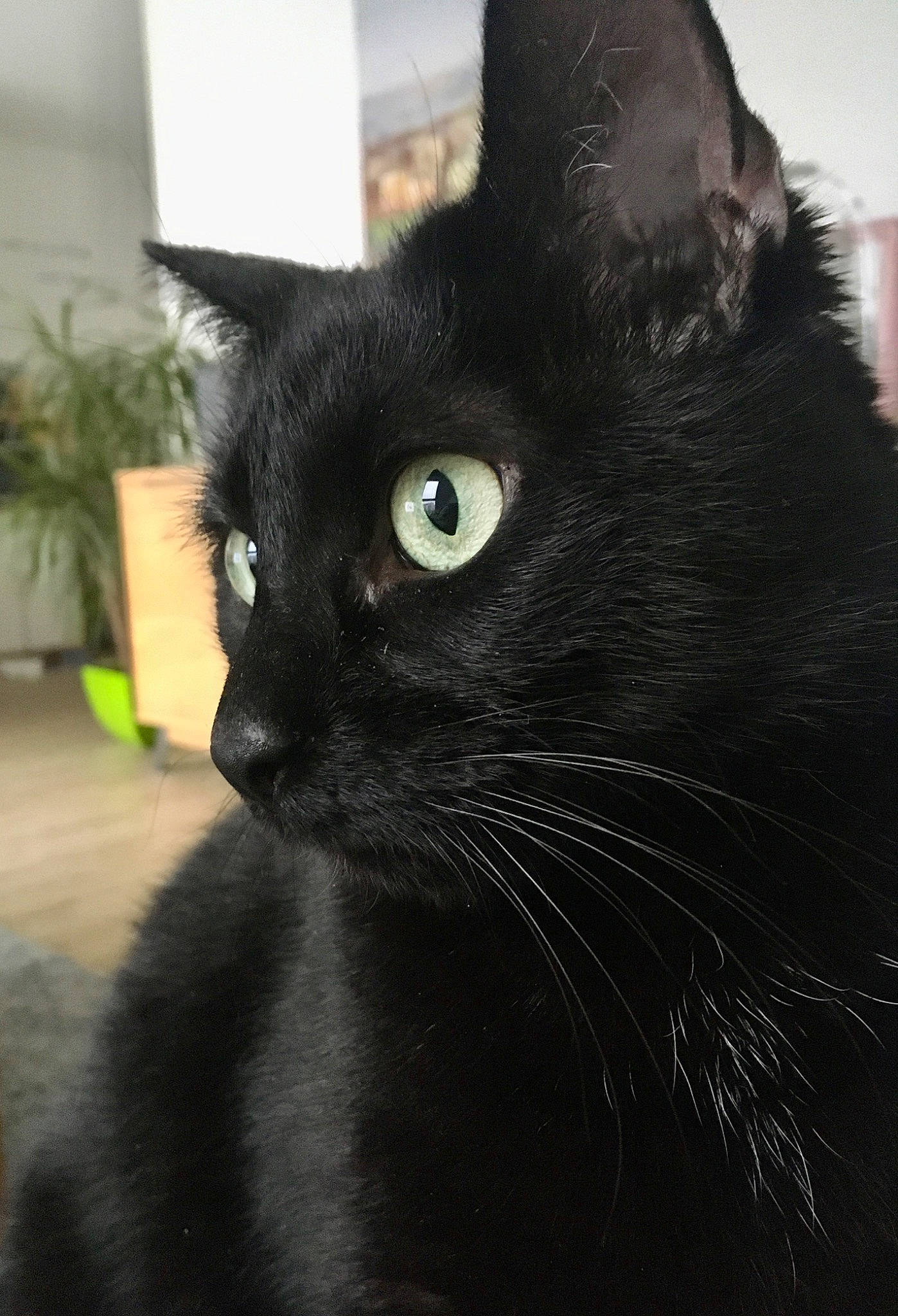 Capsule a rejoint le concours — aidez-le/la à gagner de superbes lots ! black_cat, bombay, carnivore, cat, domestic_short_haired_cat, eye, felidae, fur, havana_brown, houseplant, iris, plant, small_to_medium_sized_cats, snout, terrestrial_animal, whiskers