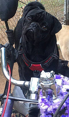 Elvis Chuckie joined the competition — help win amazing prizes! automotive_tire, bicycle_handlebar, blue, canidae, carnivore, collar, companion_dog, dog, dog_breed, dog_collar, dog_supply, electric_blue, leash, personal_protective_equipment, pet_supply, pug, purple, sporting_group, working_animal, wrinkle