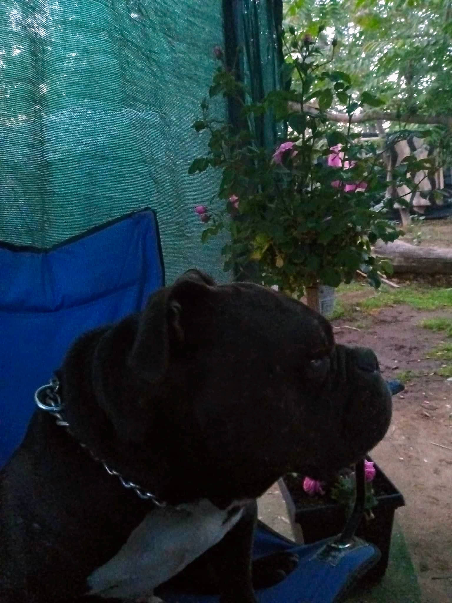 Elvis Chuckie is registered to the contest to win money with this photo: annual_plant, canidae, carnivore, collar, companion_dog, dog, dog_breed, fawn, flower, grass, guard_dog, liver, plant, rose, snout, sporting_group, tail, tints_and_shades, tree, working_animal