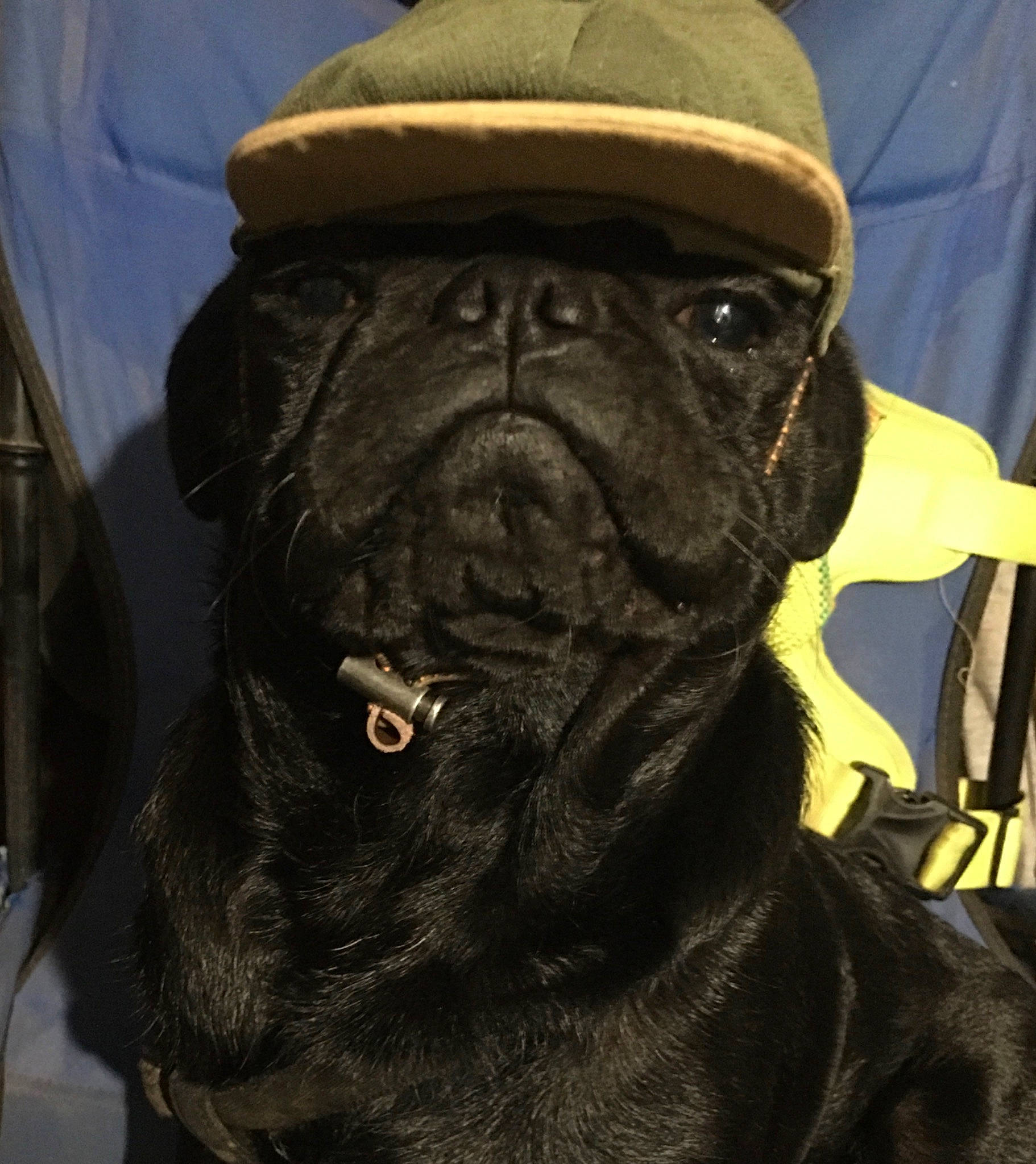 Elvis Chuckie joined the competition — help win amazing prizes! canidae, carnivore, collar, companion_dog, dog, dog_breed, dog_collar, fawn, fur, giant_dog_breed, liver, molosser, non_sporting_group, pug, snout, sporting_group, whiskers, working_animal, working_dog, wrinkle