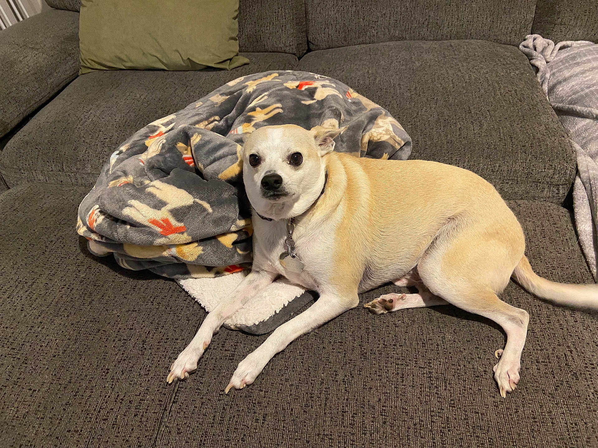 Scrappy joined the competition — help win amazing prizes! dog, couch, blanket, pet, indoor, relaxed, furniture, canine, domestic_animal, animal, cozy, resting, tan, short_hair, paw, collar, living_room, home, comfort, cute