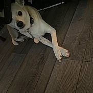 Scrappy joined the competition — help win amazing prizes! dog, white_dog, collar, floor, wooden_floor, indoor, pet, animal, lying_down, crossed_legs, relaxed, furniture, dim_light, paw, canine, domestic_animal, house, resting, looking, flooring