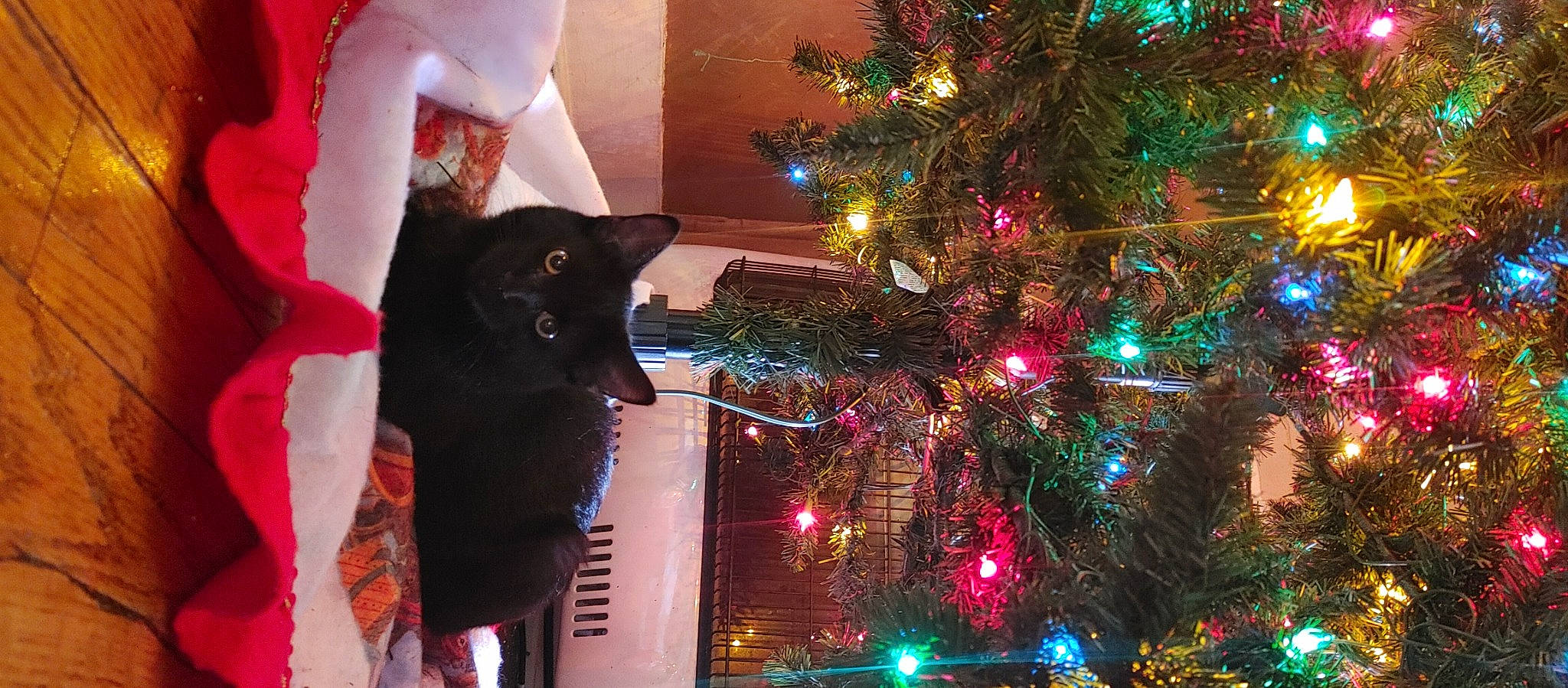 Anna joined the competition — help win amazing prizes! carnivore, cat, christmas, christmas_decoration, christmas_ornament, christmas_tree, evergreen, felidae, green, holiday_ornament, light, ornament, plant, purple, red, small_to_medium_sized_cats, tints_and_shades, tree, window, woody_plant