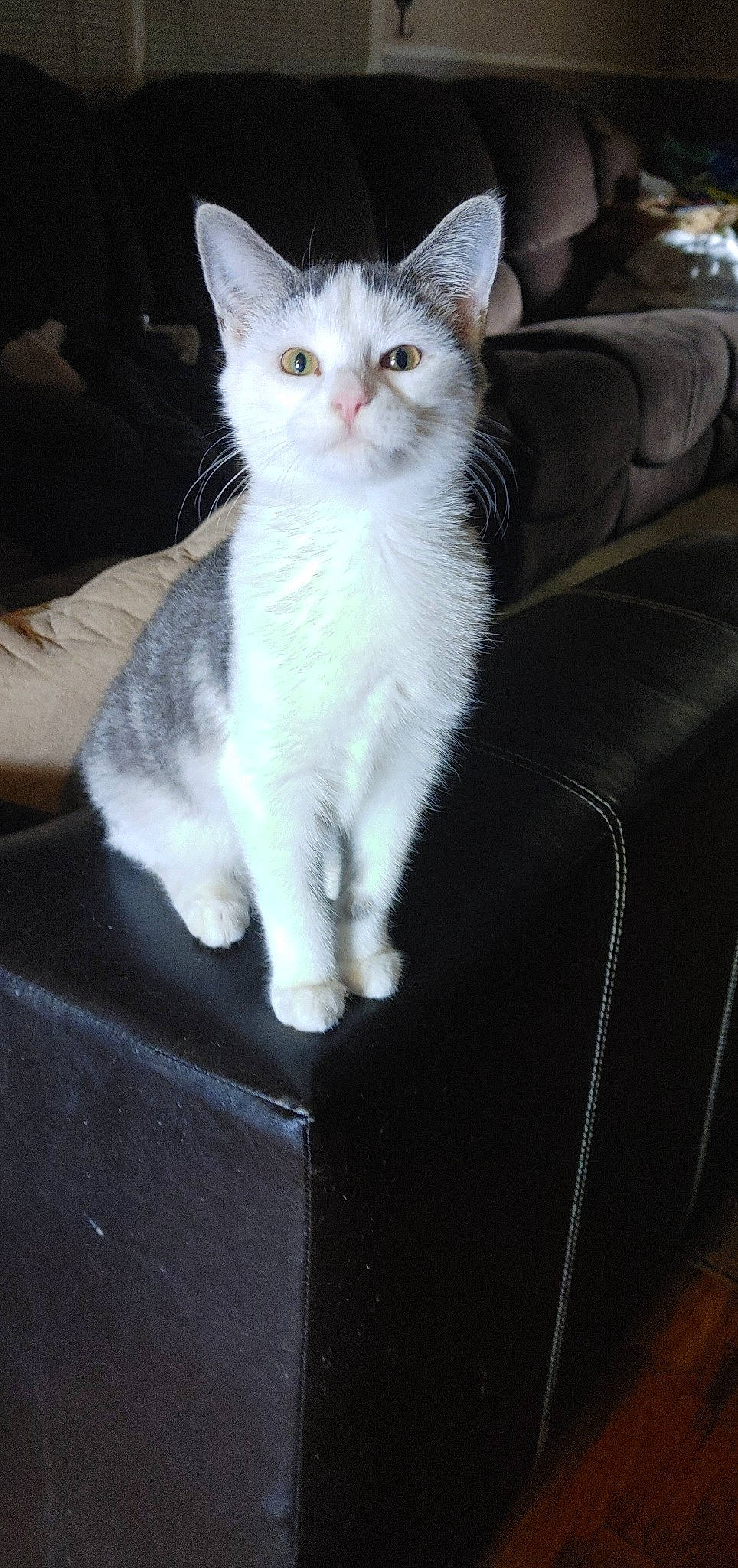 Elsa joined the competition — help win amazing prizes! box, carnivore, cat, comfort, couch, domestic_short_haired_cat, felidae, fur, paw, sitting, small_to_medium_sized_cats, snout, tail, whiskers, window