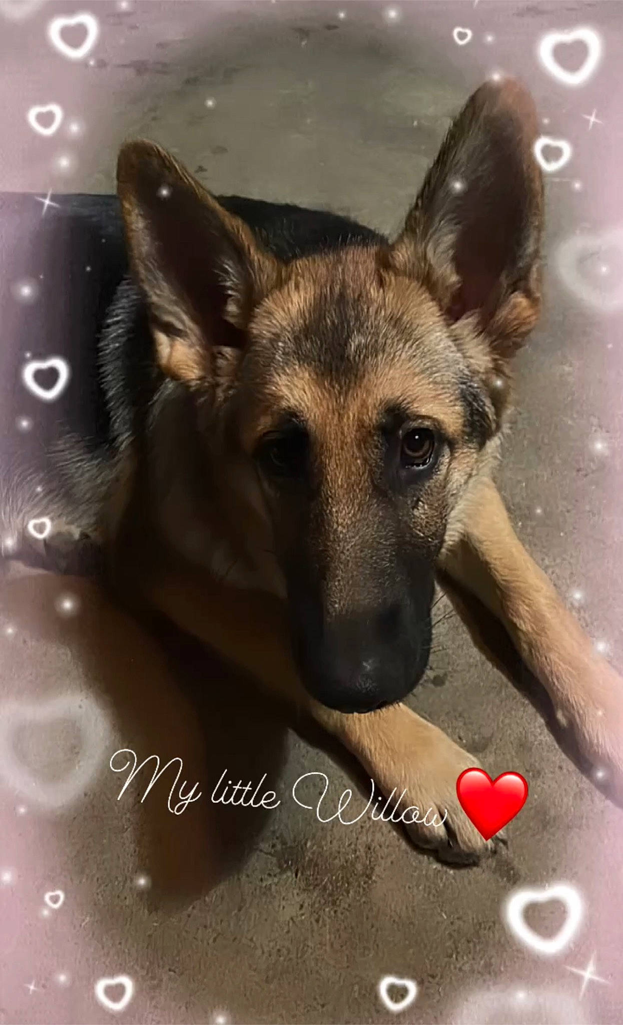 Willow is registered to the contest to win money with this photo: canidae, carnivore, companion_dog, dog, dog_breed, east_european_shepherd, fawn, font, fur, german_shepherd_dog, herding_dog, king_shepherd, old_german_shepherd_dog, photo_caption, photography, snout, sporting_group, whiskers, working_animal, working_dog