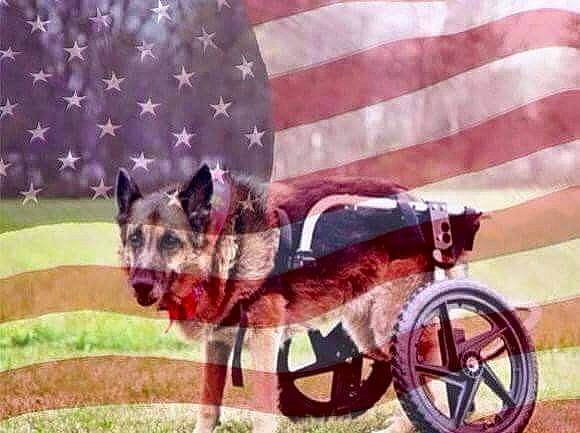 Carly Marie joined the competition — help win amazing prizes! canidae, carnivore, dog, dog_breed, german_shepherd_dog, mammal, police_dog, vehicle