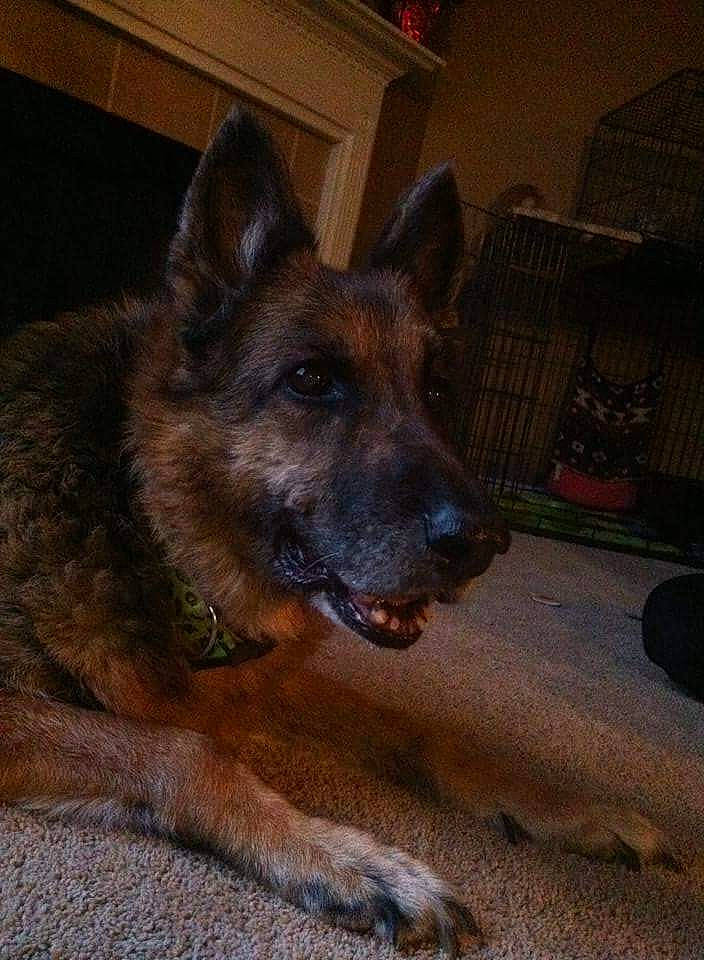 Carly Marie joined the competition — help win amazing prizes! belgian_shepherd, belgian_shepherd_malinois, canidae, carnivore, dog, dog_breed, east_european_shepherd, german_shepherd_dog, king_shepherd, laekenois, mammal, old_german_shepherd_dog, rare_breed_dog, snout, vertebrate